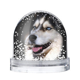Снежный шар с принтом Хаски в Белгороде, Пластик | Изображение внутри шара печатается на глянцевой фотобумаге с двух сторон | животное | порода | собака | хаски
