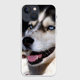 Чехол для iPhone 13 mini с принтом Хаски в Белгороде,  |  | животное | порода | собака | хаски