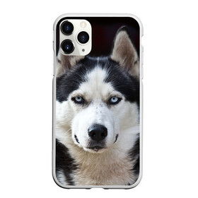 Чехол для iPhone 11 Pro матовый с принтом Хаски в Белгороде, Силикон |  | Тематика изображения на принте: бандит | животное | порода | собака | хаски | хаски бандит