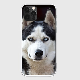 Чехол для iPhone 12 Pro Max с принтом Хаски в Белгороде, Силикон |  | Тематика изображения на принте: бандит | животное | порода | собака | хаски | хаски бандит