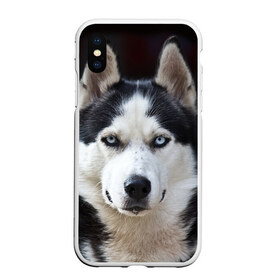 Чехол для iPhone XS Max матовый с принтом Хаски в Белгороде, Силикон | Область печати: задняя сторона чехла, без боковых панелей | бандит | животное | порода | собака | хаски | хаски бандит