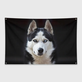 Флаг-баннер с принтом Хаски в Белгороде, 100% полиэстер | размер 67 х 109 см, плотность ткани — 95 г/м2; по краям флага есть четыре люверса для крепления | бандит | животное | порода | собака | хаски | хаски бандит