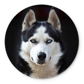 Коврик круглый с принтом Хаски в Белгороде, резина и полиэстер | круглая форма, изображение наносится на всю лицевую часть | бандит | животное | порода | собака | хаски | хаски бандит