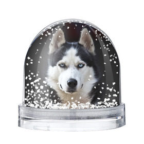 Снежный шар с принтом Хаски в Белгороде, Пластик | Изображение внутри шара печатается на глянцевой фотобумаге с двух сторон | бандит | животное | порода | собака | хаски | хаски бандит