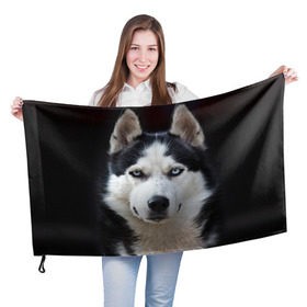 Флаг 3D с принтом Хаски в Белгороде, 100% полиэстер | плотность ткани — 95 г/м2, размер — 67 х 109 см. Принт наносится с одной стороны | бандит | животное | порода | собака | хаски | хаски бандит