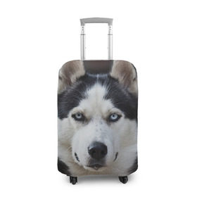 Чехол для чемодана 3D с принтом Хаски в Белгороде, 86% полиэфир, 14% спандекс | двустороннее нанесение принта, прорези для ручек и колес | бандит | животное | порода | собака | хаски | хаски бандит