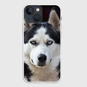 Чехол для iPhone 13 mini с принтом Хаски в Белгороде,  |  | Тематика изображения на принте: бандит | животное | порода | собака | хаски | хаски бандит