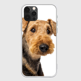 Чехол для iPhone 12 Pro Max с принтом Эрдельтерьер в Белгороде, Силикон |  | Тематика изображения на принте: животное | порода | собака | эрдельтерьер