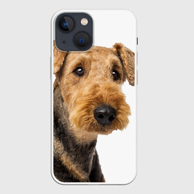 Чехол для iPhone 13 mini с принтом Эрдельтерьер в Белгороде,  |  | животное | порода | собака | эрдельтерьер
