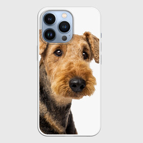 Чехол для iPhone 13 Pro с принтом Эрдельтерьер в Белгороде,  |  | Тематика изображения на принте: животное | порода | собака | эрдельтерьер