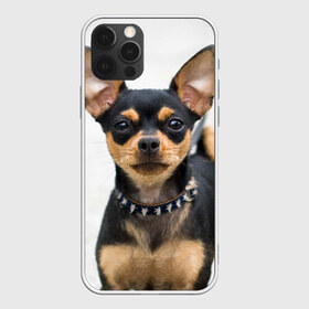 Чехол для iPhone 12 Pro Max с принтом Чихуахуа в Белгороде, Силикон |  | Тематика изображения на принте: животное | порода | собака | чихуахуа