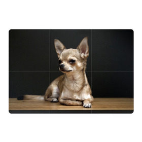 Магнитный плакат 3Х2 с принтом Чихуахуа в Белгороде, Полимерный материал с магнитным слоем | 6 деталей размером 9*9 см | Тематика изображения на принте: животное | порода | собака | чихуахуа