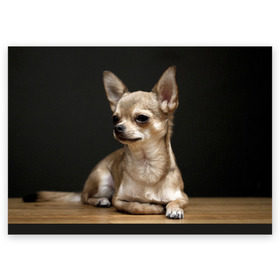 Поздравительная открытка с принтом Чихуахуа в Белгороде, 100% бумага | плотность бумаги 280 г/м2, матовая, на обратной стороне линовка и место для марки
 | животное | порода | собака | чихуахуа