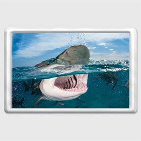 Магнит 45*70 с принтом Хищная акула в Белгороде, Пластик | Размер: 78*52 мм; Размер печати: 70*45 | акула | море | океан | природа | хищник