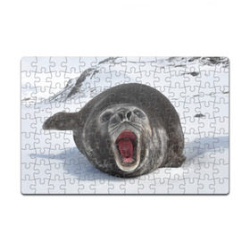 Пазл магнитный 126 элементов с принтом Морской тюлень в Белгороде, полимерный материал с магнитным слоем | 126 деталей, размер изделия —  180*270 мм | Тематика изображения на принте: животное | зима | море | океан | снег | тюлень