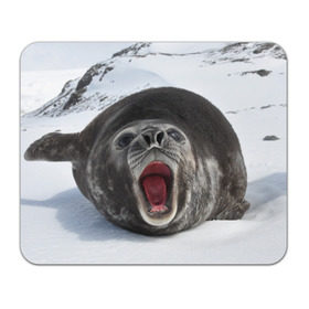 Коврик прямоугольный с принтом Морской тюлень в Белгороде, натуральный каучук | размер 230 х 185 мм; запечатка лицевой стороны | животное | зима | море | океан | снег | тюлень