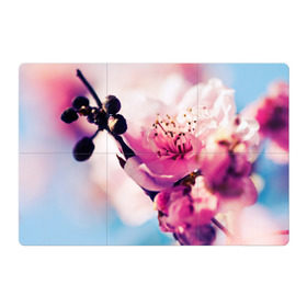 Магнитный плакат 3Х2 с принтом Цветущая вишня в Белгороде, Полимерный материал с магнитным слоем | 6 деталей размером 9*9 см | вишня | дерево | небо | природа | черешня | ягода