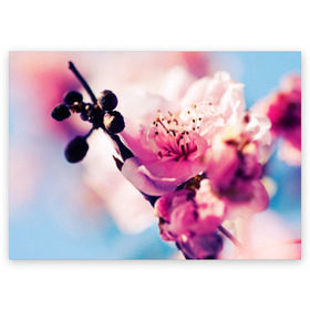 Поздравительная открытка с принтом Цветущая вишня в Белгороде, 100% бумага | плотность бумаги 280 г/м2, матовая, на обратной стороне линовка и место для марки
 | вишня | дерево | небо | природа | черешня | ягода