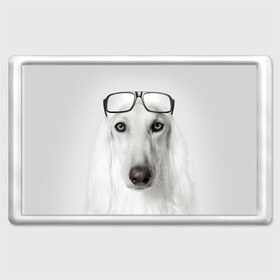 Магнит 45*70 с принтом Собака в очках в Белгороде, Пластик | Размер: 78*52 мм; Размер печати: 70*45 | афганская | белая | борзая | в очках | животное | очки | прикол | собака