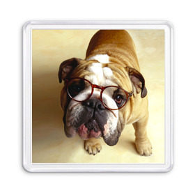 Магнит 55*55 с принтом Бульдог в очках в Белгороде, Пластик | Размер: 65*65 мм; Размер печати: 55*55 мм | бульдог в очках | домашнее | животное | очки | пес | прикол | собака | умный | ученый