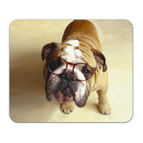 Коврик прямоугольный с принтом Бульдог в очках в Белгороде, натуральный каучук | размер 230 х 185 мм; запечатка лицевой стороны | бульдог в очках | домашнее | животное | очки | пес | прикол | собака | умный | ученый
