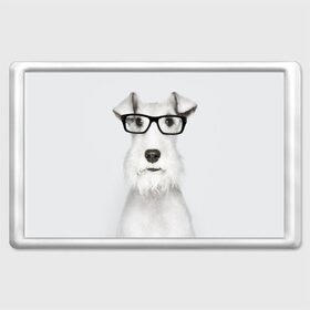 Магнит 45*70 с принтом Собака в очках в Белгороде, Пластик | Размер: 78*52 мм; Размер печати: 70*45 | Тематика изображения на принте: белый | домашнее | животное | очки | пес | прикол | собака в очках | умный | ученый | эрдельтерьер