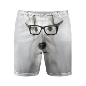 Мужские шорты 3D спортивные с принтом Собака в очках в Белгороде,  |  | белый | домашнее | животное | очки | пес | прикол | собака в очках | умный | ученый | эрдельтерьер