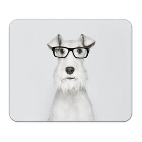 Коврик прямоугольный с принтом Собака в очках в Белгороде, натуральный каучук | размер 230 х 185 мм; запечатка лицевой стороны | белый | домашнее | животное | очки | пес | прикол | собака в очках | умный | ученый | эрдельтерьер