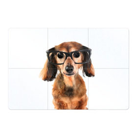 Магнитный плакат 3Х2 с принтом Собака в очках в Белгороде, Полимерный материал с магнитным слоем | 6 деталей размером 9*9 см | домашнее | животное | очки | пес | прикол | собака в очках | умный | ученый