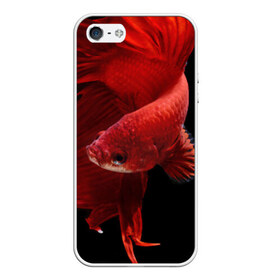 Чехол силиконовый для Телефон Apple iPhone 5/5S с принтом Бойцовая рыбка в Белгороде, Силикон | Область печати: задняя сторона чехла, без боковых панелей | аквариумная | бойцовая | красивый | плавники | рыба | рыбка | хвост | япаонская