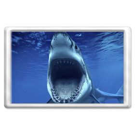 Магнит 45*70 с принтом Белая акула в Белгороде, Пластик | Размер: 78*52 мм; Размер печати: 70*45 | shark | море | синий