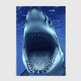 Постер с принтом Белая акула в Белгороде, 100% бумага
 | бумага, плотность 150 мг. Матовая, но за счет высокого коэффициента гладкости имеет небольшой блеск и дает на свету блики, но в отличии от глянцевой бумаги не покрыта лаком | shark | море | синий