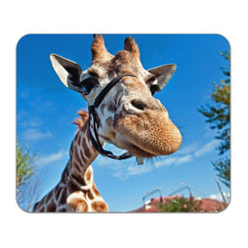 Коврик прямоугольный с принтом Прикольный жираф в Белгороде, натуральный каучук | размер 230 х 185 мм; запечатка лицевой стороны | африка | животное | жираф | небо | природа