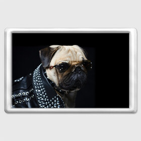 Магнит 45*70 с принтом Бульдог в очках в Белгороде, Пластик | Размер: 78*52 мм; Размер печати: 70*45 | бульдог в очках | домашнее | животное | клепки | кожа | металлист | очки | пес | прикол | рокер | собака | умный | ученый | французский