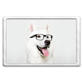 Магнит 45*70 с принтом Собака в очках в Белгороде, Пластик | Размер: 78*52 мм; Размер печати: 70*45 | домашнее | животное | очки | пес | прикол | собака в очках | умный | ученый