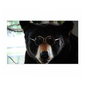 Бумага для упаковки 3D с принтом Медведь в очках в Белгороде, пластик и полированная сталь | круглая форма, металлическое крепление в виде кольца | Тематика изображения на принте: животное | медведь | новая | очки | природа | стильная
