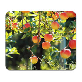 Коврик прямоугольный с принтом Яблоки в Белгороде, натуральный каучук | размер 230 х 185 мм; запечатка лицевой стороны | дерево | зелень | красные | сад