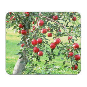 Коврик прямоугольный с принтом Яблоки в Белгороде, натуральный каучук | размер 230 х 185 мм; запечатка лицевой стороны | дерево | зелень | красные | сад | яблоки