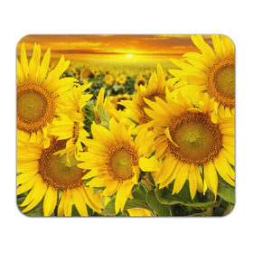 Коврик прямоугольный с принтом Подсолнухи в Белгороде, натуральный каучук | размер 230 х 185 мм; запечатка лицевой стороны | Тематика изображения на принте: желтый | солнце | цветок | яркий