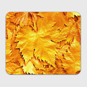 Коврик прямоугольный с принтом Золотая осень в Белгороде, натуральный каучук | размер 230 х 185 мм; запечатка лицевой стороны | жёлтый | золотой | клён | красота | листва | листья | наряд | осень | осина | покров | природа