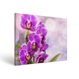 Холст прямоугольный с принтом Божественная орхидея в Белгороде, 100% ПВХ |  | 8 марта | букет | весна | красота | куст | лето | орхидея | подарок | сиреневый цвет | цветок | шикарный цветочек