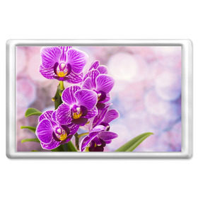 Магнит 45*70 с принтом Божественная орхидея в Белгороде, Пластик | Размер: 78*52 мм; Размер печати: 70*45 | 8 марта | букет | весна | красота | куст | лето | орхидея | подарок | сиреневый цвет | цветок | шикарный цветочек