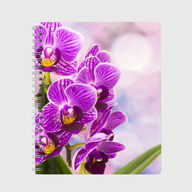Тетрадь с принтом Божественная орхидея в Белгороде, 100% бумага | 48 листов, плотность листов — 60 г/м2, плотность картонной обложки — 250 г/м2. Листы скреплены сбоку удобной пружинной спиралью. Уголки страниц и обложки скругленные. Цвет линий — светло-серый
 | 8 марта | букет | весна | красота | куст | лето | орхидея | подарок | сиреневый цвет | цветок | шикарный цветочек