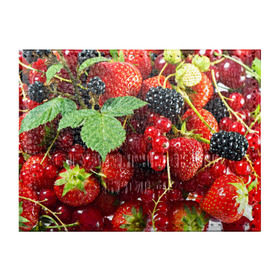 Обложка для студенческого билета с принтом Любимые ягоды в Белгороде, натуральная кожа | Размер: 11*8 см; Печать на всей внешней стороне | вкусно | голубика | дача | деревня | ежевика | зелень | клубника | малина | огород | полезно | сад | смородина | сок | фрукты | черника | шиповник | ягоды