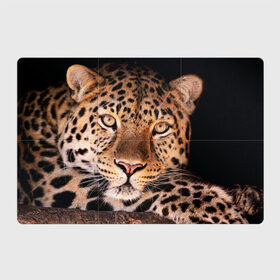Магнитный плакат 3Х2 с принтом Леопард в Белгороде, Полимерный материал с магнитным слоем | 6 деталей размером 9*9 см | Тематика изображения на принте: гепард | грация | дикая кошка | добыча | животные | леопард | ловкость | опасность | пятна | хищник | ягуар