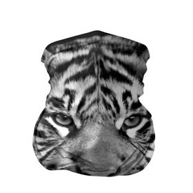 Бандана-труба 3D с принтом Красавец тигр в Белгороде, 100% полиэстер, ткань с особыми свойствами — Activecool | плотность 150‒180 г/м2; хорошо тянется, но сохраняет форму | джунгли | дикая кошка | животные | зверь | король | кровь | мясо | опасность | охотник | тигр | хищник | царь | цирк
