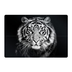 Магнитный плакат 3Х2 с принтом Красавец тигр в Белгороде, Полимерный материал с магнитным слоем | 6 деталей размером 9*9 см | джунгли | дикая кошка | животные | зверь | король | кровь | мясо | опасность | охотник | тигр | хищник | царь | цирк