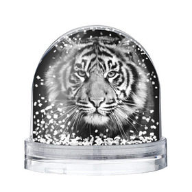 Снежный шар с принтом Красавец тигр в Белгороде, Пластик | Изображение внутри шара печатается на глянцевой фотобумаге с двух сторон | джунгли | дикая кошка | животные | зверь | король | кровь | мясо | опасность | охотник | тигр | хищник | царь | цирк