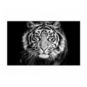 Бумага для упаковки 3D с принтом Красавец тигр в Белгороде, пластик и полированная сталь | круглая форма, металлическое крепление в виде кольца | джунгли | дикая кошка | животные | зверь | король | кровь | мясо | опасность | охотник | тигр | хищник | царь | цирк