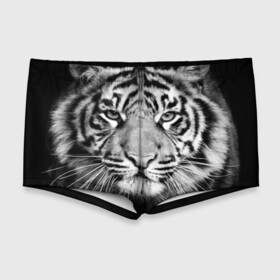 Мужские купальные плавки 3D с принтом Красавец тигр в Белгороде, Полиэстер 85%, Спандекс 15% |  | джунгли | дикая кошка | животные | зверь | король | кровь | мясо | опасность | охотник | тигр | хищник | царь | цирк